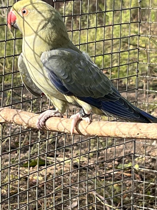 Ring Neck recessivo 2025