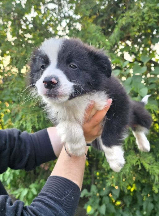 Border Collie pies