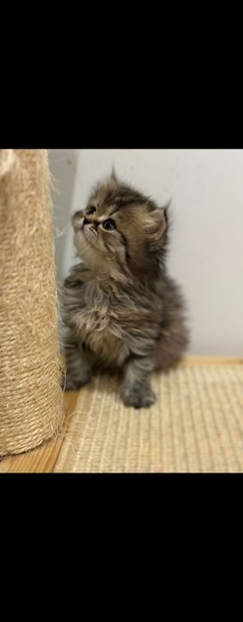 Gatinho Brittich