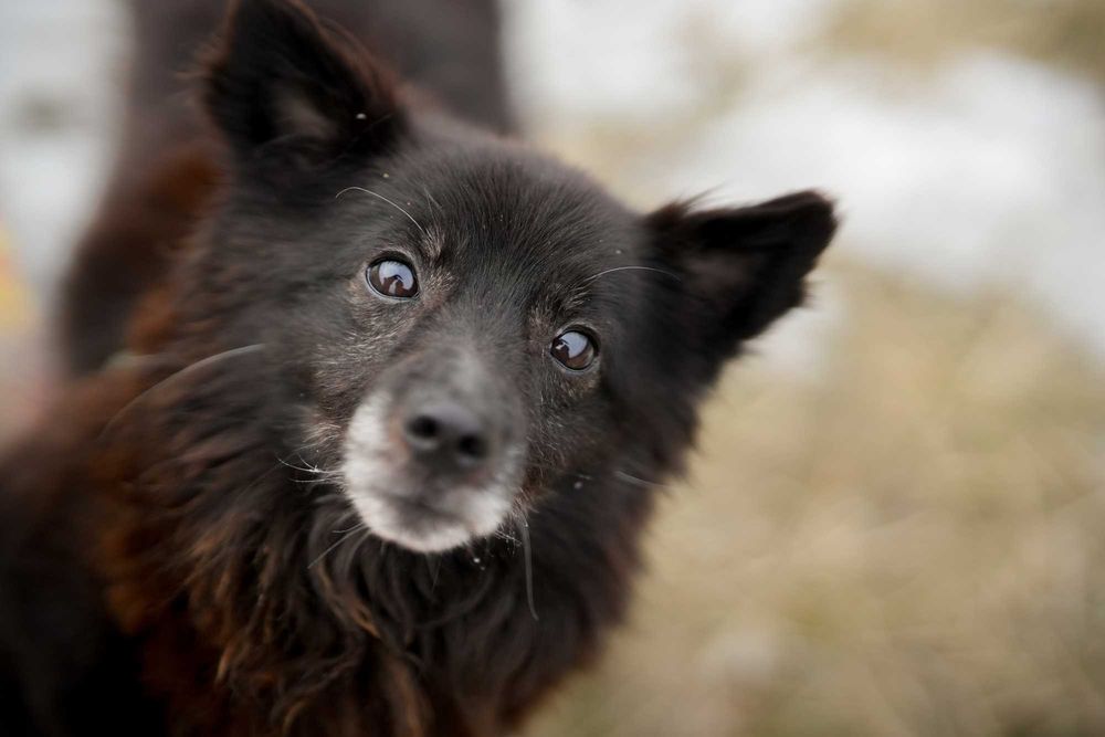 Loco - prawdziwy wulkan energii, młody pies do adopcji!