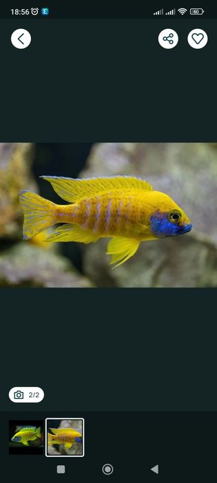 Продам рибок аулунокара бенша