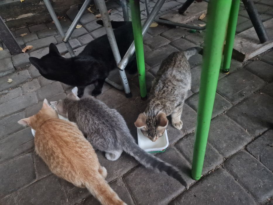 Кошенята майже ручні в добрі руки