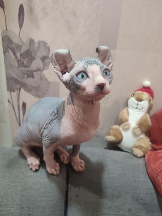 Продам котят канадский сфинкс