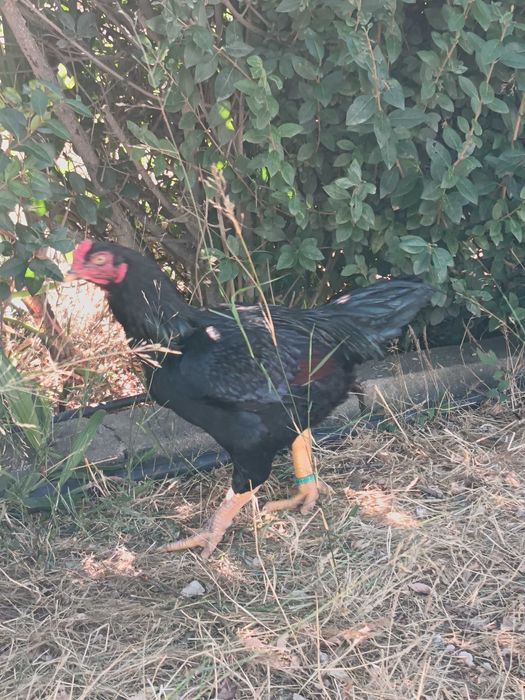 TOP 10 CORNISH azuis e pardos