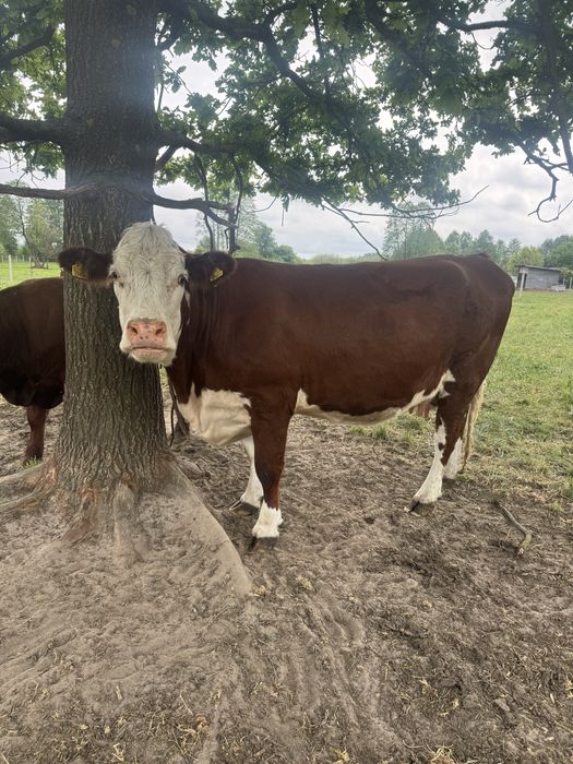 Krowa rasy Hereford wysokocielna
