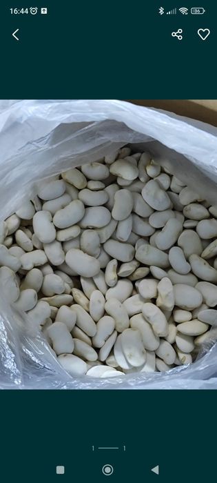 Sucha fasola JAŚ 2025