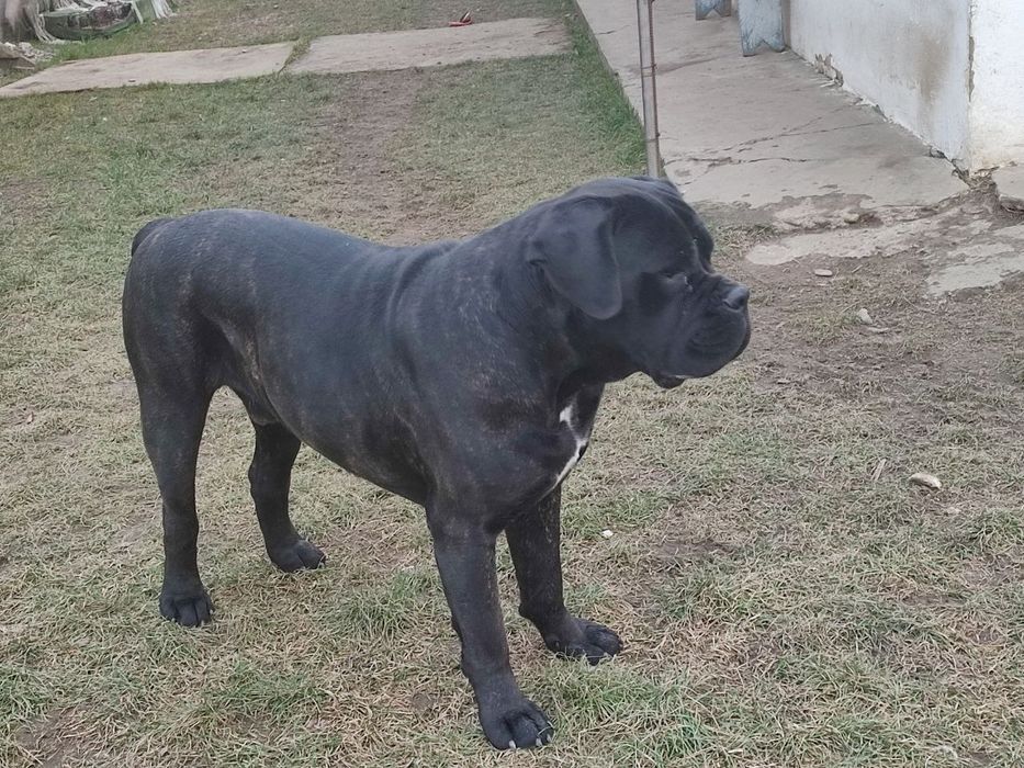 Кане Корсо в'язка