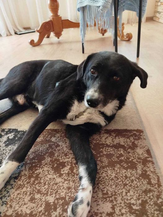 КИЕВ. Пропала собака, метис, мальчик Дик