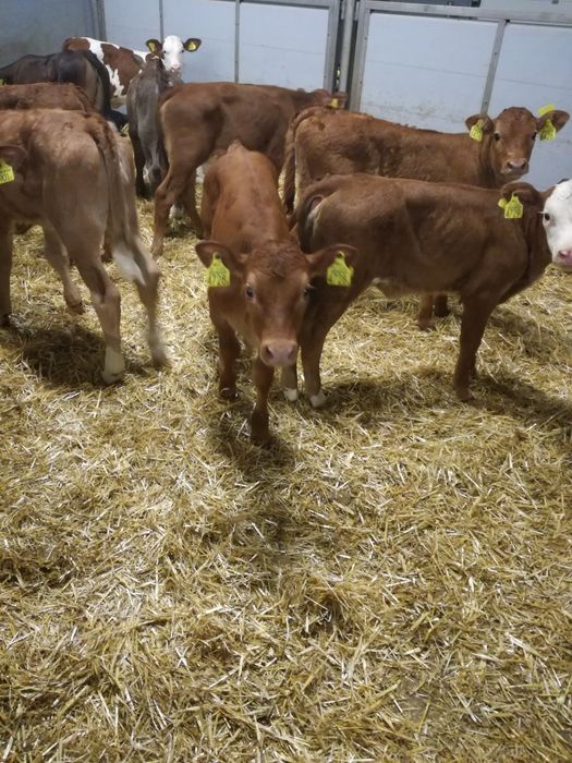 Byczki polskie CZARNIA i okolice