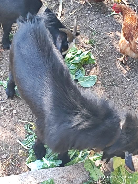Cabra mocha anã macho