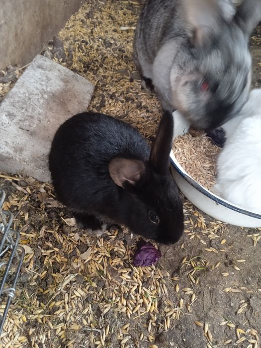 Кролики малышня помесь