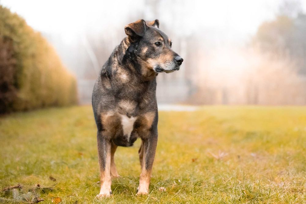 Wspaniały pieszczoch Amor - pies gotowy do adopcji