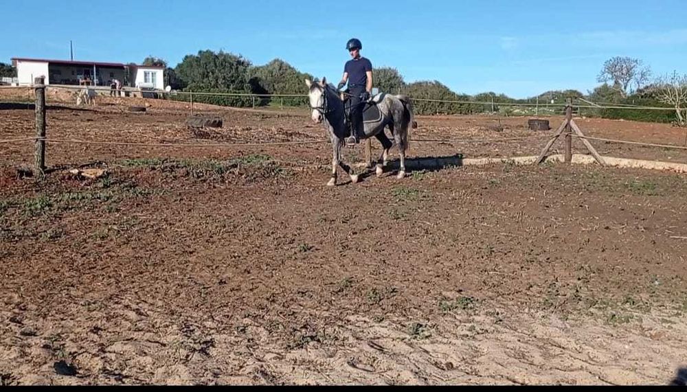 Égua Cruzada Montada