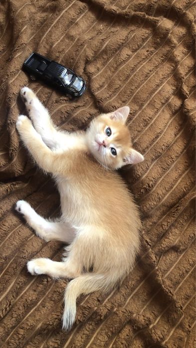 Золота шиншила котик