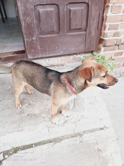 Suczka z małych piesków