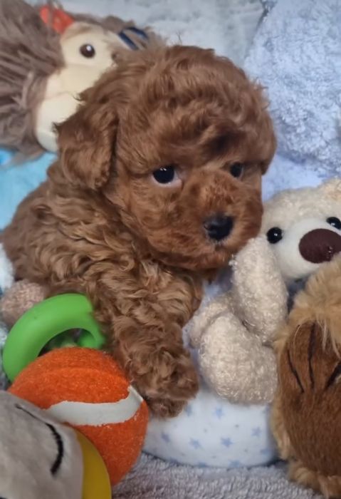 Малиш  красавчік .той пудель ред браун,