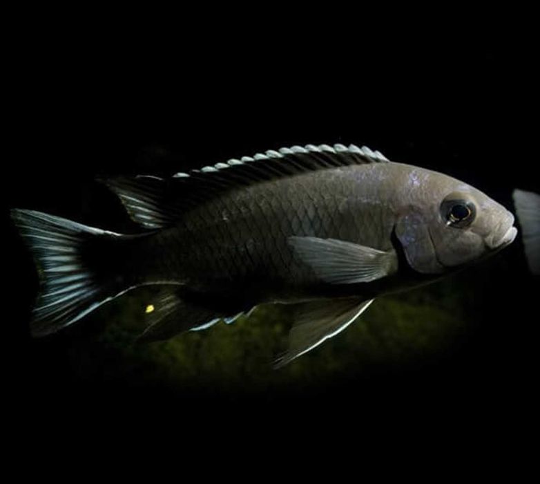 Pseudotropheus acei Ngara - Pyszczak - Pyszczaki - dowozimy, wysyłamy