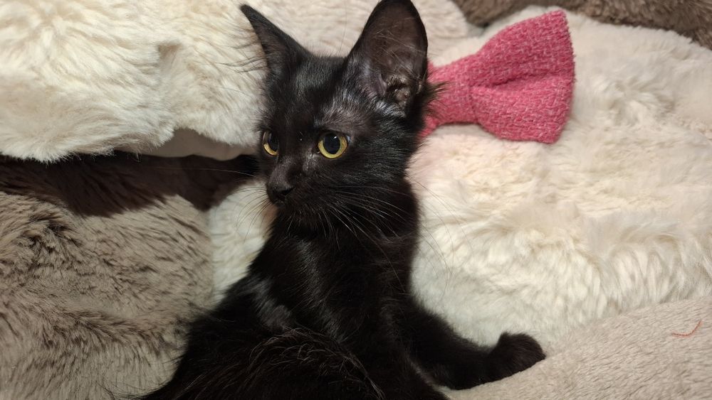 Gatinhos para adopção com oferta dos primeiros tratamentos veterinários