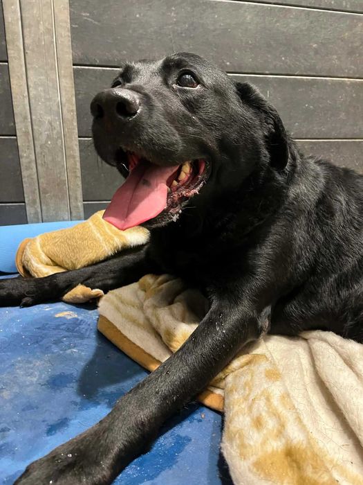 Labrador Gimli pies na wózku odebrany interwencyjnie czeka na szansę i adopcję