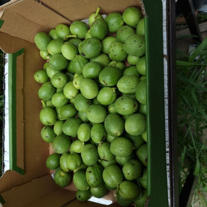 Orzechy zielone 2,5 kg