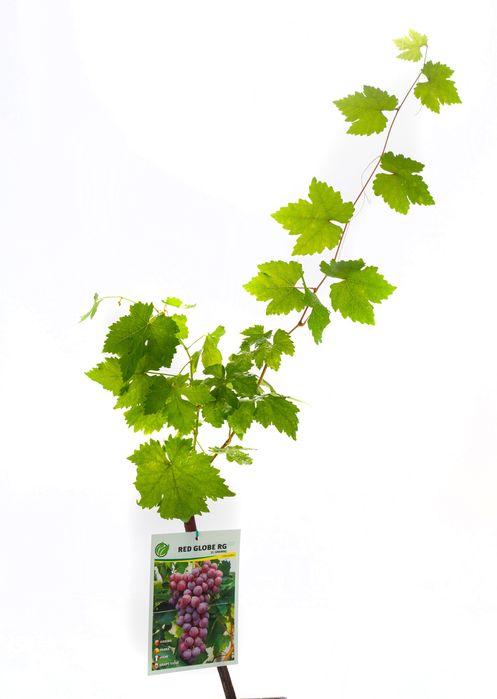 Videiras Enxertadas Uvas de Mesa