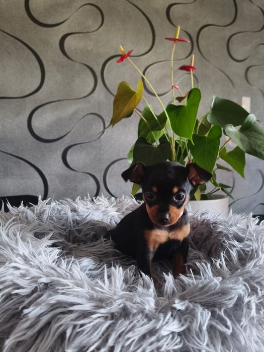 Ratlerek Ratlerki, pinczer pinczerki