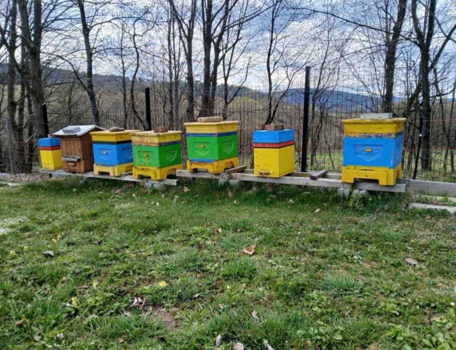 Sprzedam ule wielkopolskie