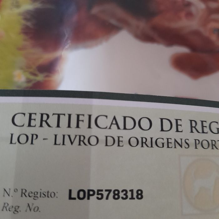 Buldogue Francês  MACHINHO