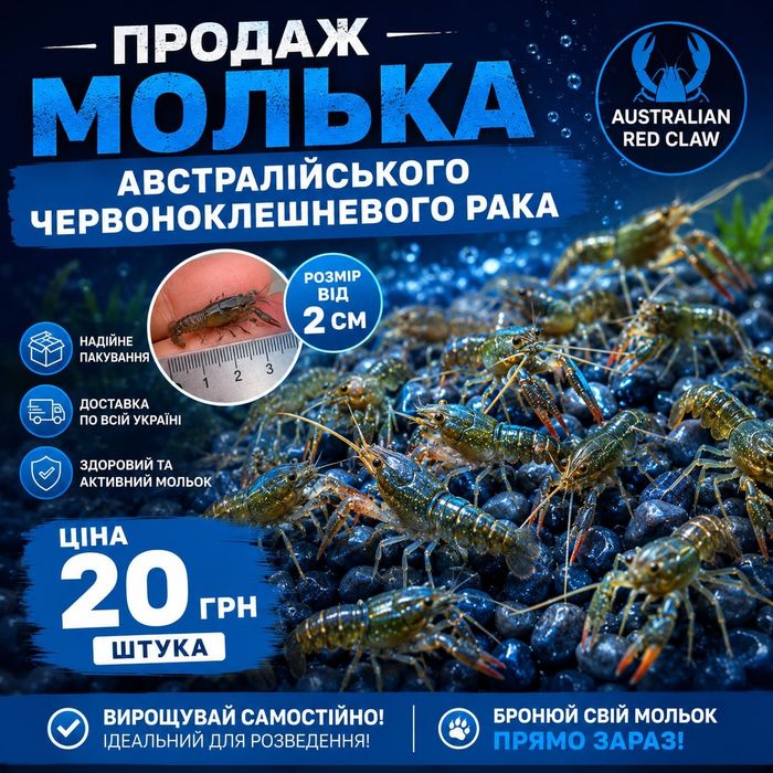 Мальок АККР (австралійський червоноклешневий рак) | Здоровий посадковий матеріал