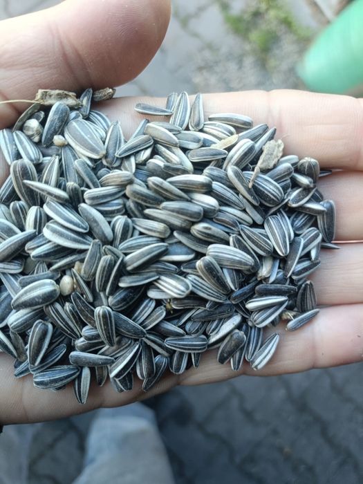 słonecznik pasiak iregi