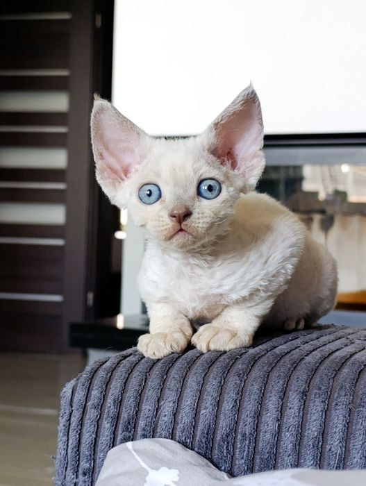 Kocurek Devon rex point rodowód FPL