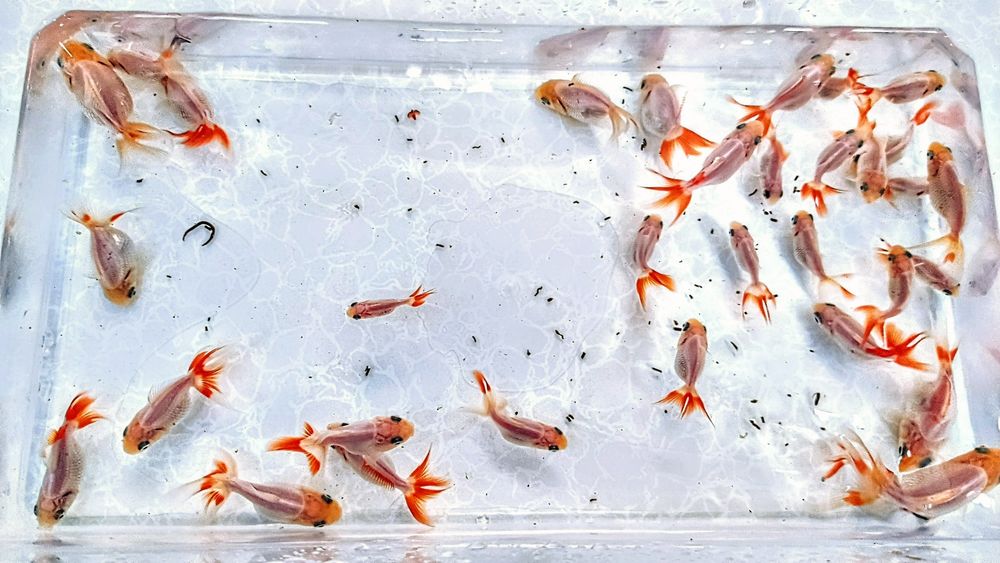 ,,Oranda Red fin,, goldfish welonka welonek welon welonki welonka