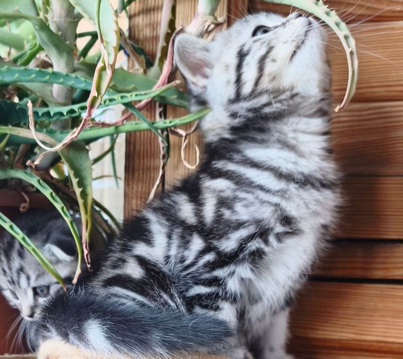 Шотландские мраморные котята