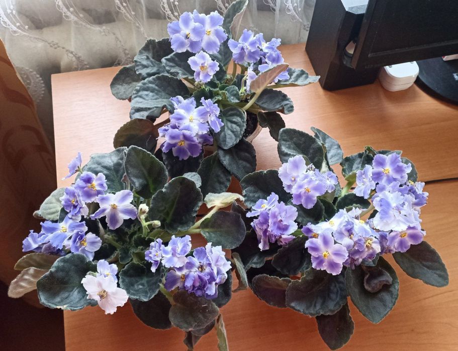 Продам фіалки різні