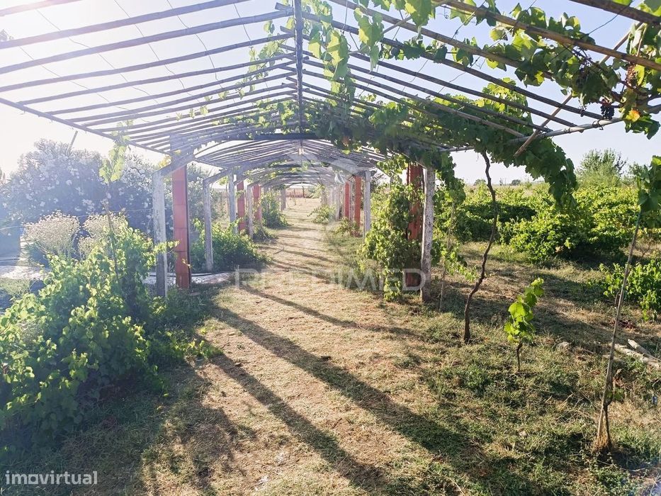 Quinta da Balofa, próxima de Estremoz com 11625 m2