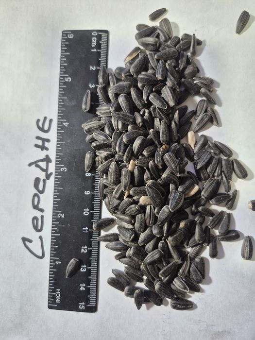 Соняшник  насіння