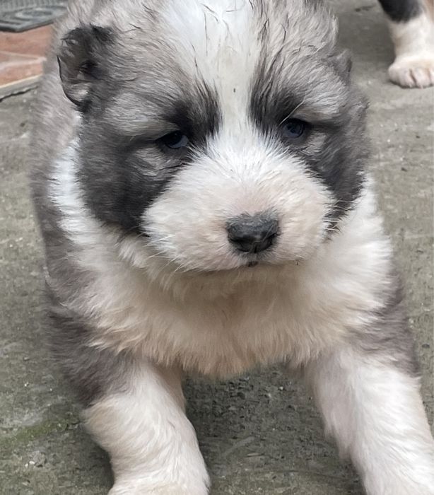 Цуценята кавказької вівчарки