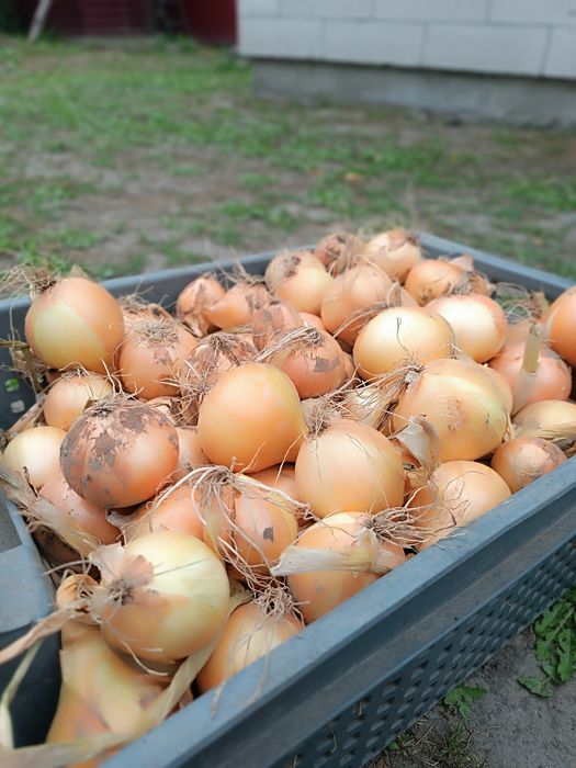 Продам домашню цибулю