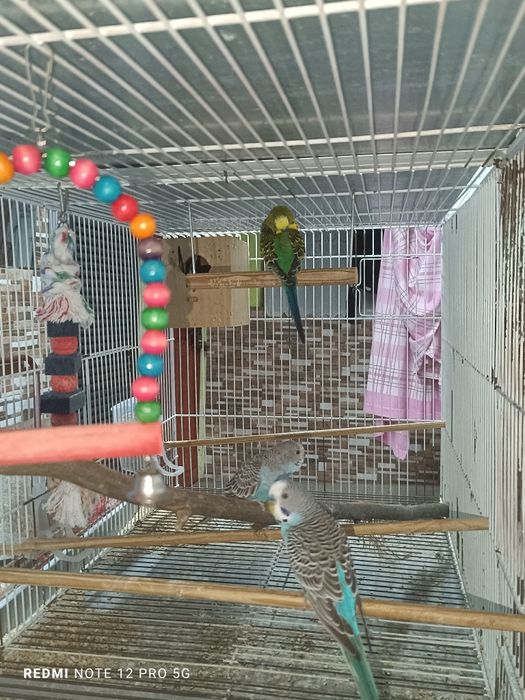 Criação Periquitos