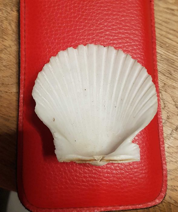 Muszla Małży Morska Św. Jakuba  6,7 x 6,7 cm