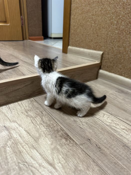 Котики в добрі руки