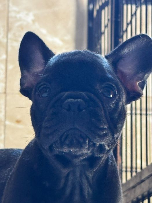 Bulldog Francês Top