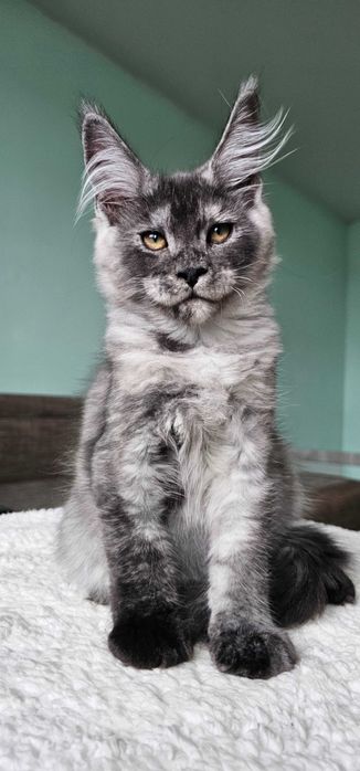 Хлопчик породи Мейн кун