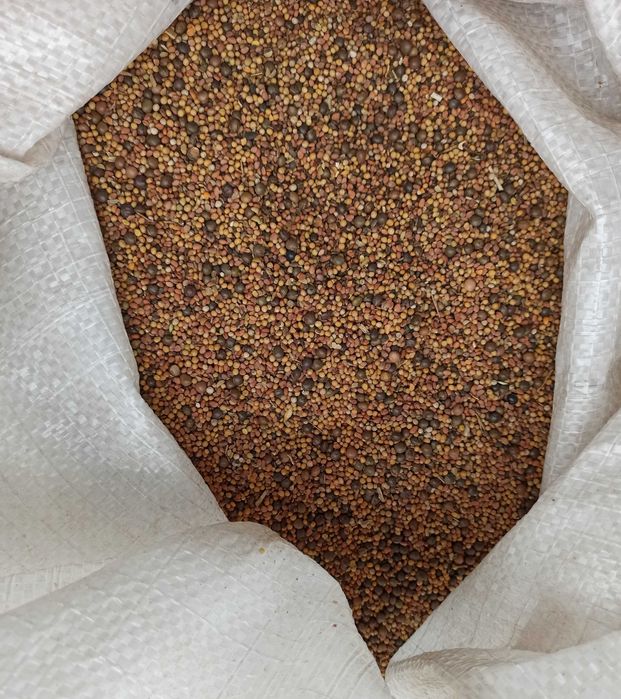 poplony facelia gorczyca rzodkiew trawy gorzowska koniczyna lucerna