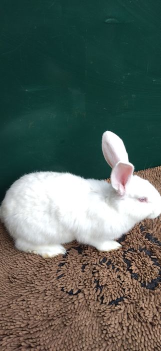 Кролики різних порід