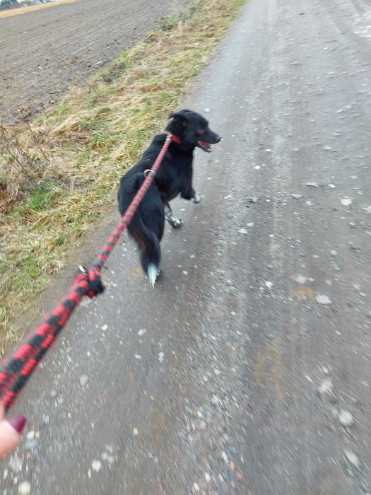 Misiek - ok. 5 letni pies, wymaga cierpliwego i kochającego domu.