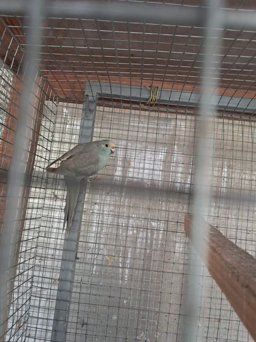 Kakarikis com cedência