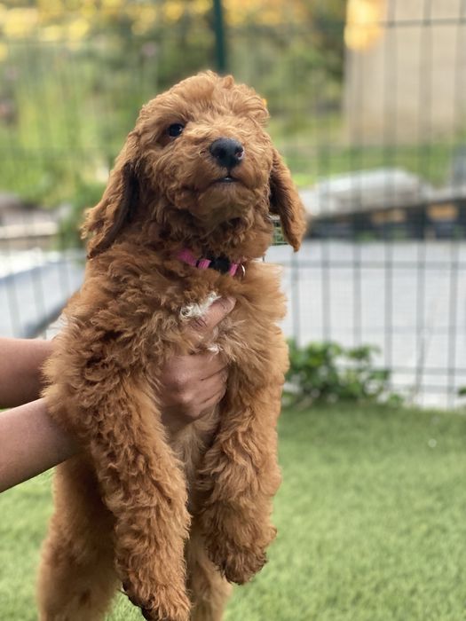 Imperdível!!! Preço especial por 1 semana!!! Linda bebê de Caniche/Poodle Standard procura novo dono!!!