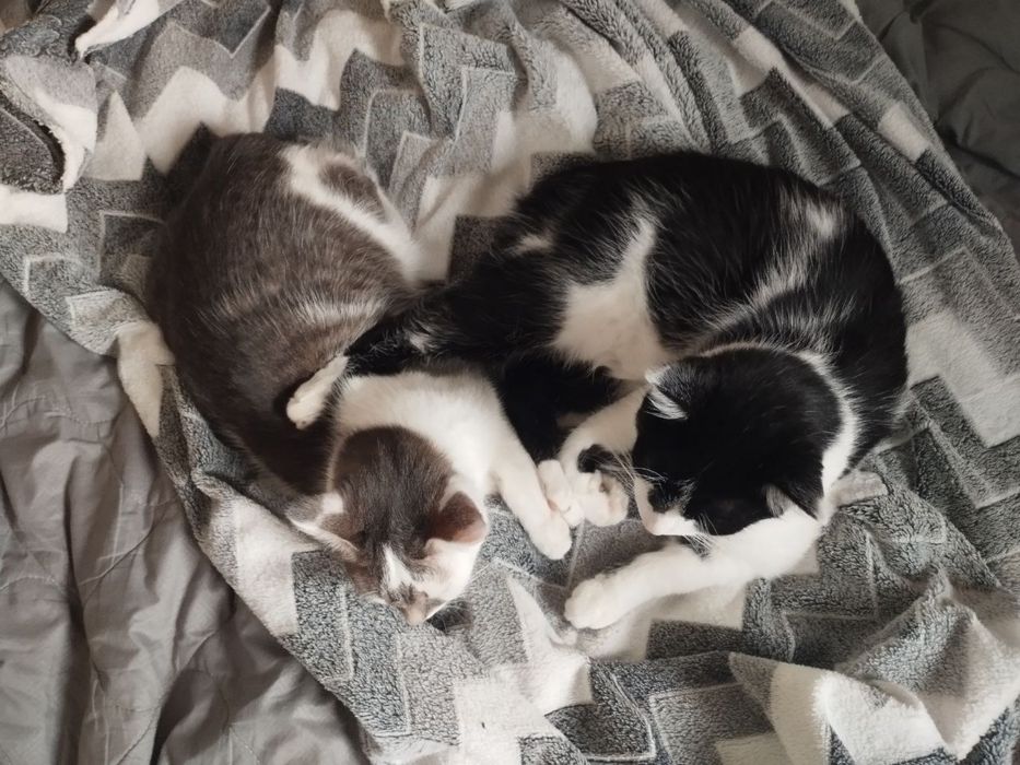 Котики в добрі руки