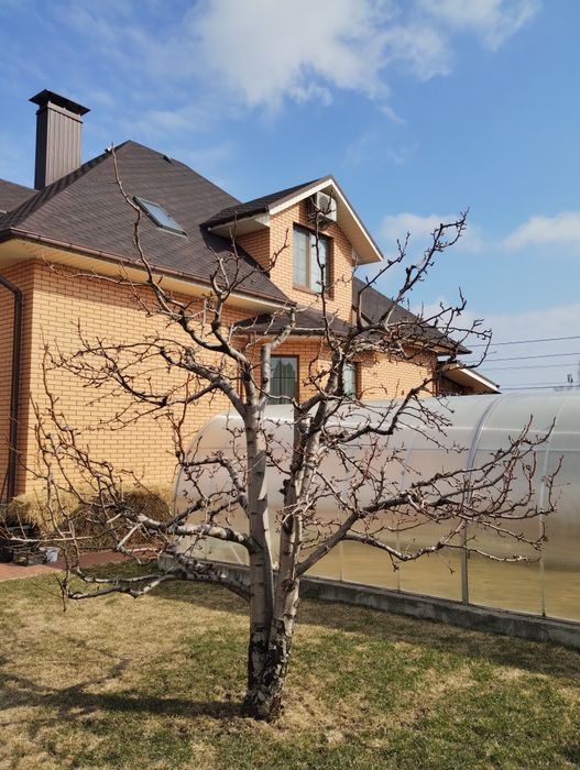 Обрізка саду. Ландшафтний дизайн. Стрижка. Обробка.Скарифікація газону